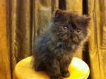 Pure Flat Face Persian Kitten Cat  - Persian Cat