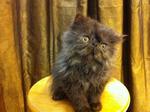 Pure Flat Face Persian Kitten Cat  - Persian Cat