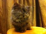 Pure Flat Face Persian Kitten Cat  - Persian Cat