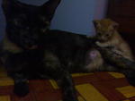 Good Mum And A Kid - Domestic Short Hair + Balinese Cat