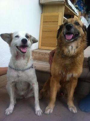 Baby &amp; Piper - Flat-coated Retriever + Terrier Dog