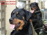 Pure Breed Rottweiler - Rottweiler Dog