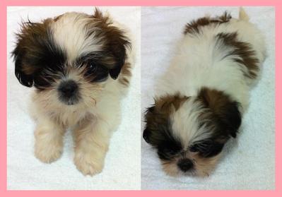 Pure Breed Shih Tzu - Shih Tzu Dog