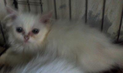 Whitty2 - Exotic Shorthair + Persian Cat