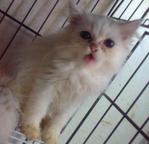 Whitty2 - Exotic Shorthair + Persian Cat