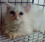 Whitty2 - Exotic Shorthair + Persian Cat