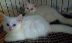 Whitty2 - Exotic Shorthair + Persian Cat