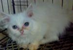 Whitty2 - Exotic Shorthair + Persian Cat