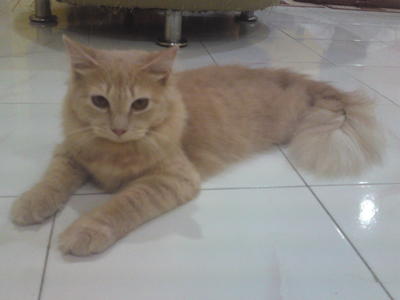 Fluffy Orange Persian - Persian + Domestic Long Hair Cat