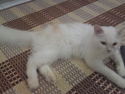 Chubby Cream Persian - Persian + Domestic Long Hair Cat