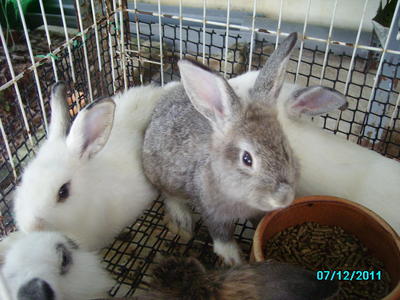 Nd Loop - Netherland Dwarf + Mini-Lop Rabbit