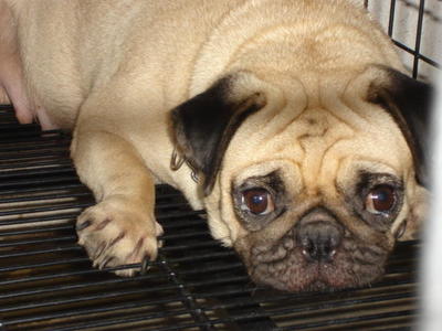 PF25584 - Pug Dog