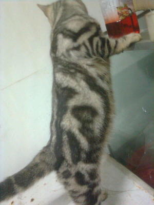 Jacky - American Shorthair Cat