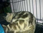 Jacky - American Shorthair Cat