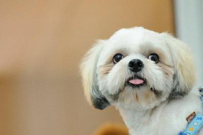 Bobo - Shih Tzu Dog