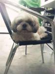 Bobo - Shih Tzu Dog