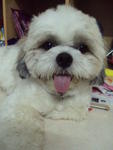 Bobo - Shih Tzu Dog