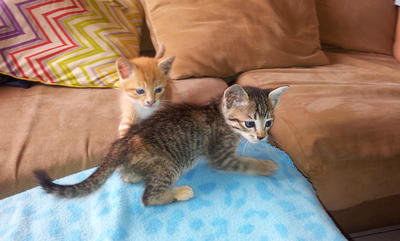 Tess And Jude - Tabby + Tiger Cat