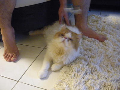 Dawoos - Persian Cat