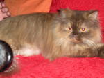 Putri - Persian Cat