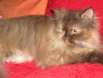 Putri - Persian Cat