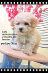 Toy Poodle (Mimi &amp; Lulu)  ❤❤ - Poodle Dog