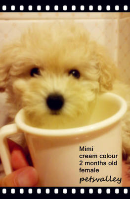 Toy Poodle (Mimi &amp; Lulu)  ❤ - Poodle Dog