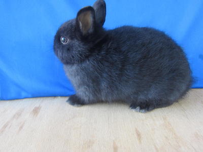 PF25627 - Dwarf Rabbit