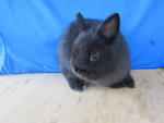 PF25627 - Dwarf Rabbit