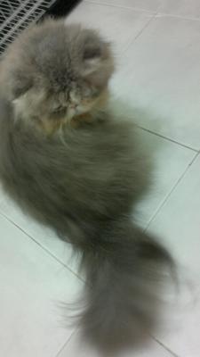 Cfa Male Persian - Persian Cat