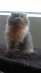 Cfa Male Persian - Persian Cat