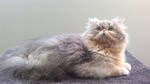 Cfa Male Persian - Persian Cat