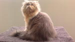 Cfa Male Persian - Persian Cat