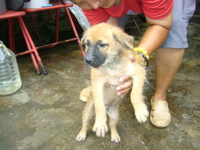 Pup 3 &amp; Pup 4 - Mixed Breed Dog