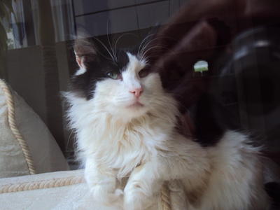 Tommy - Norwegian Forest Cat Cat