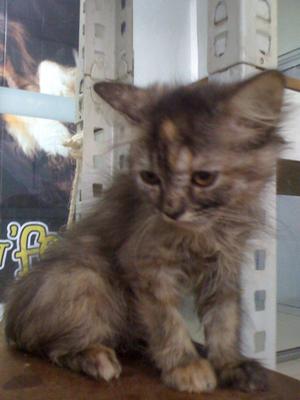 Dlh Kitten - Domestic Long Hair Cat