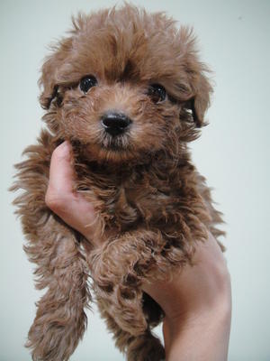 Red Toy Poodle - Poodle Dog