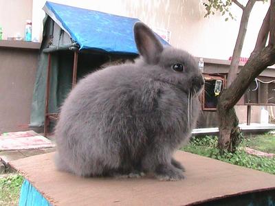 Reko's Blue Safi - Netherland Dwarf Rabbit