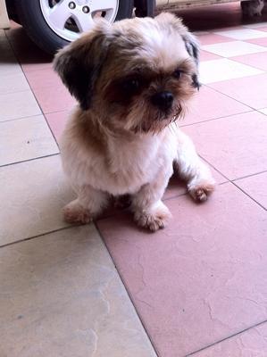 PF25656 - Shih Tzu Dog