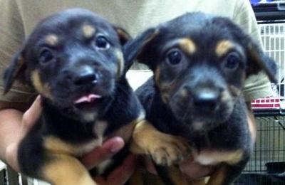 PF25666 - Doberman Pinscher Mix Dog