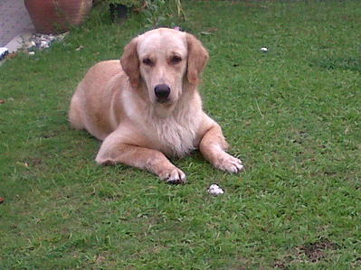 Zoey - Golden Retriever Dog