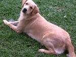 Zoey - Golden Retriever Dog