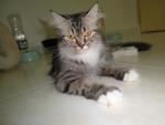 Ying - Norwegian Forest Cat + Persian Cat