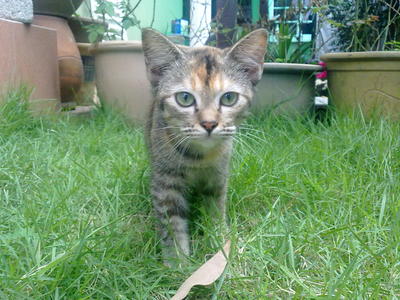 Destiny/anak Didi - Domestic Medium Hair Cat