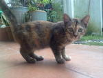 Destiny/anak Didi - Domestic Medium Hair Cat