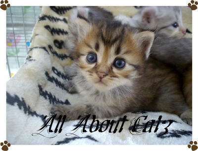 Marco (Sold) - American Curl + Persian Cat