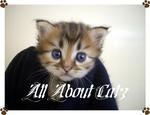 Marco (Sold) - American Curl + Persian Cat