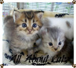 Marco (Sold) - American Curl + Persian Cat