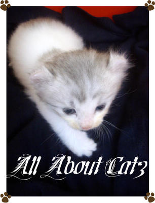 Romeo (Sold) - American Curl + Persian Cat