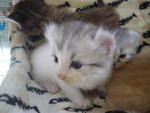 Romeo (Sold) - American Curl + Persian Cat